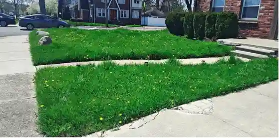 Lawn care service started by vendor 7 on GreenPal platform in San Diego CA