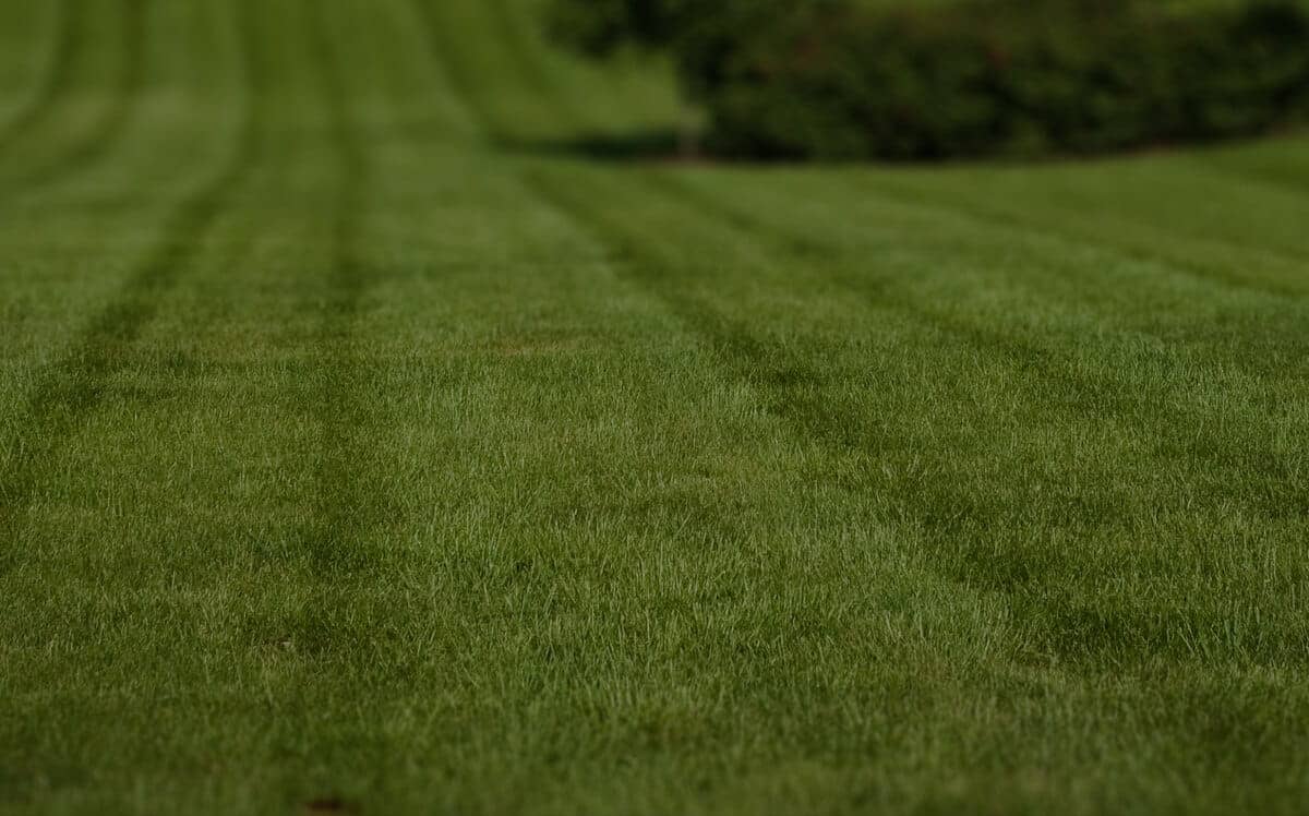 affordable-lawn-services-in-Chicago-IL the-yard-cutting-businesses-in-Chicago-IL